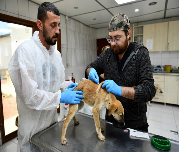 Hatay'da depremde yaralanan 12 köpek Antalya'da tedavi ediliyorHatice Özdemir Tosun