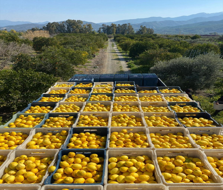 Sok Marketler deprem bölgesinde tarimi ve çiftçiyi destekliyorUgur Aslanhan- Sirket, Hatay Arsuz'da bahçelerde bekleyen limonlari üreticilerle birlikte toplayarak magazalarinda satisa sundu