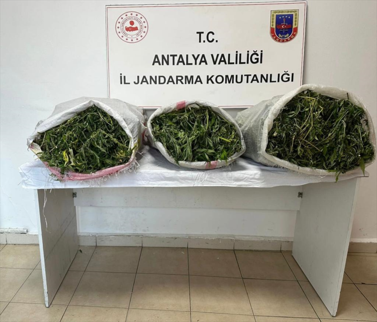 Antalya'da kiraladigi seralarda uyusturucu yetistiren kisi yakalandiAyse Yildiz