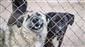 Ankara’da sahipsiz köpekleri bakımevi dışında bir alana bırakanlara 71 bin 695 TL ceza