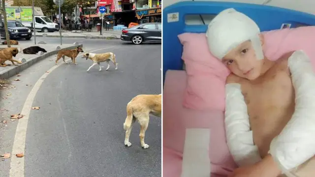 Sokak köpeklerinin saldırdığı Tunahan Yılmaz davasında gerekçeli karar açıklandı