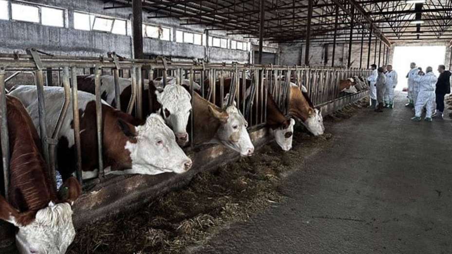 Karaman’da 9 köy ve bir beldede şap karantinası