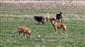 Yaşlı kadın sahipsiz köpeklerin saldırısından son anda kurtuldu