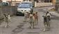 Sokak köpeklerinin saldırdığı Tunahan’ın ağır yaralanmasına ilişkin 2 belediye yetkilisi hakkında dava açıldı