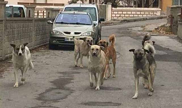 Sokak köpeklerinin saldırdığı Tunahan’ın ağır yaralanmasına ilişkin 2 belediye yetkilisi hakkında dava açıldı