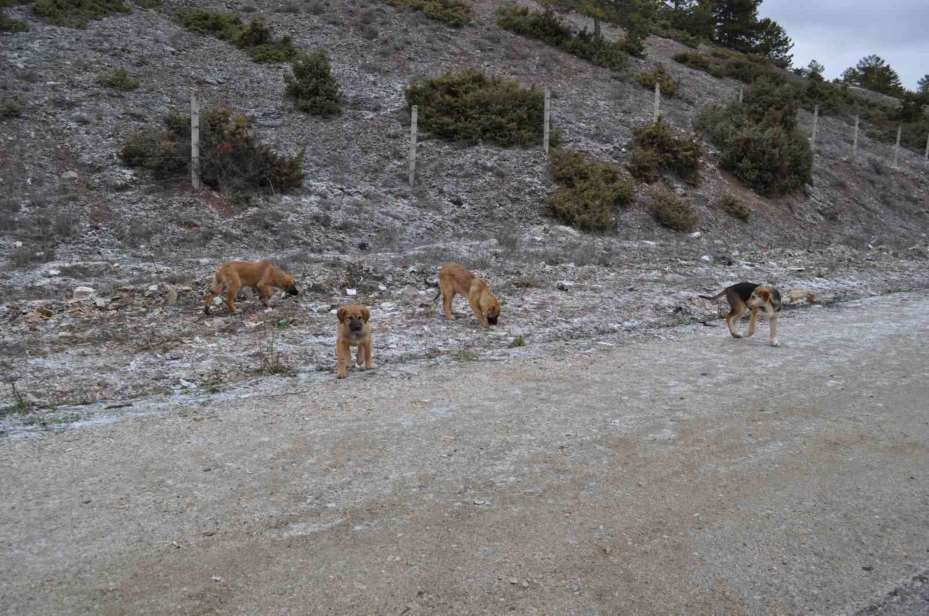 Olumsuz hava şartları sokak hayvanlarının yiyecek bulmasını zorlaştırdı