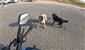 Seyir halindeki motosiklete 3 başıboş köpeğin saldırı anı kask kamerasına yansıdı