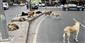 AYM sahipsiz köpeklere ilişkin düzenlemenin iptal talebini reddetti