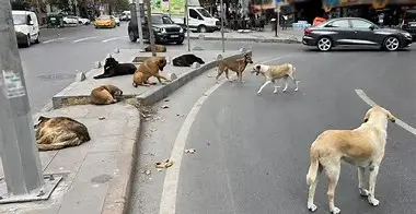 AYM sahipsiz köpeklere ilişkin düzenlemenin iptal talebini reddetti