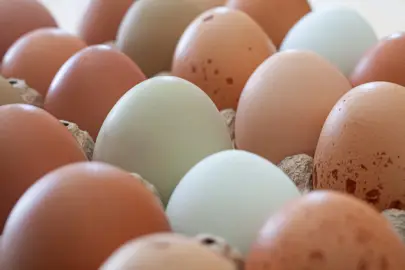 Sofralık yumurta ihracatına muafiyet düzenlemesi