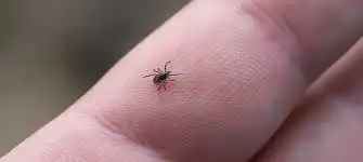 Kenenin ısırdığı kişi hayatını kaybetti