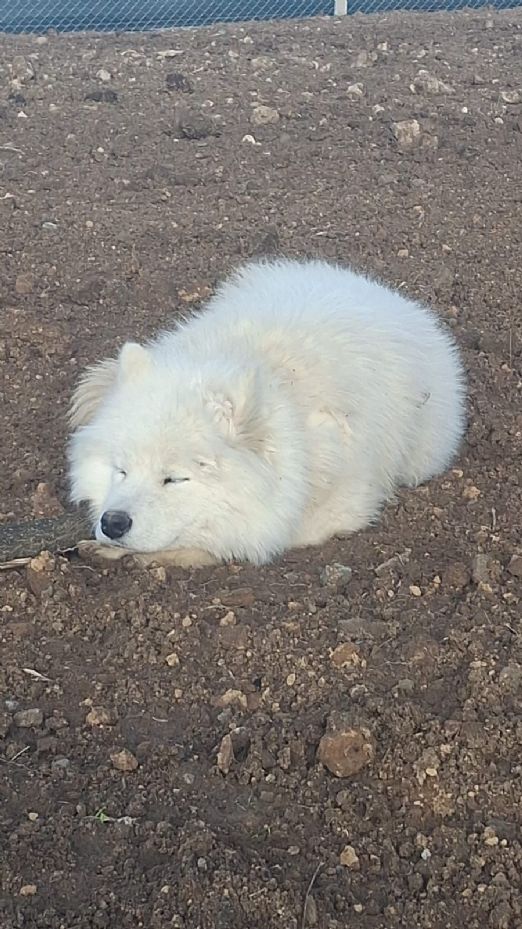 Köpeğini bulana 50 bin TL vereceğini duyuran adamın peşini dolandırıcılar bırakmıyor