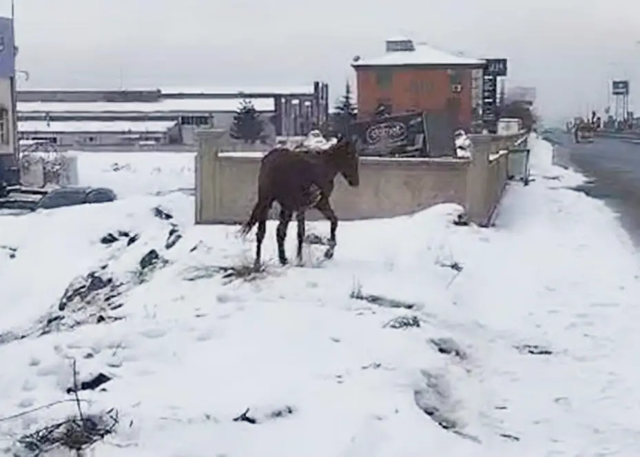 Kayseri OSB İtfaiyesi bataklığa saplanan yılkı atını kurtardı