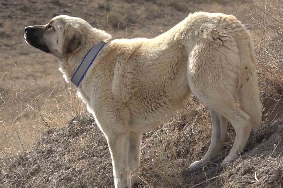 Sahipsiz hayvanları bakımevi dışında sokağa bırakanlara ağır yaptırım: Cezası 71 bin 965 lira