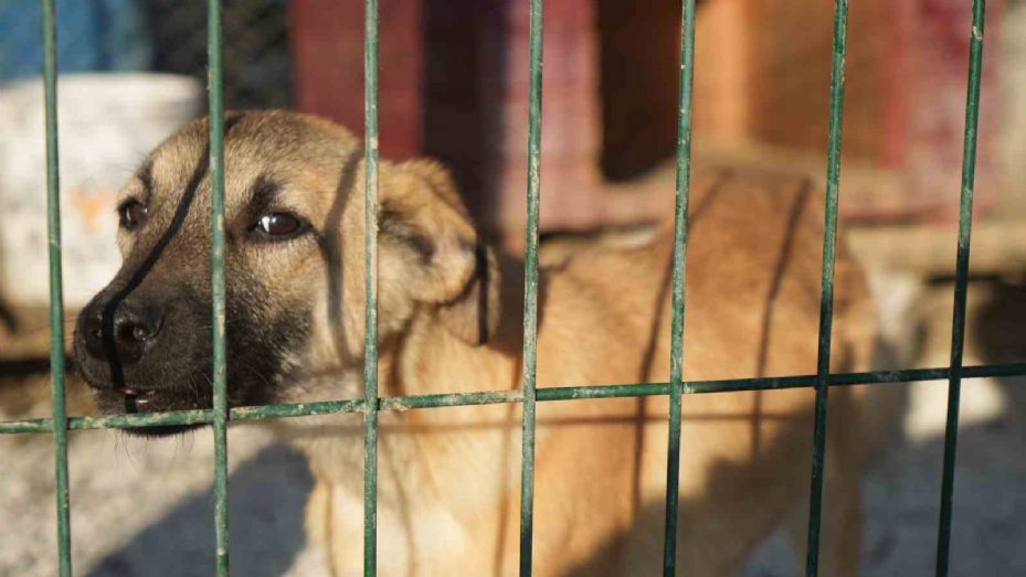 Sahipsiz hayvanları bakımevi dışında sokağa bırakanlara ağır yaptırım: Cezası 71 bin 965 lira