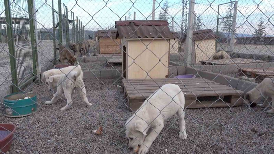 Sahipsiz hayvanları bakımevi dışında sokağa bırakanlara ağır yaptırım: Cezası 71 bin 965 lira