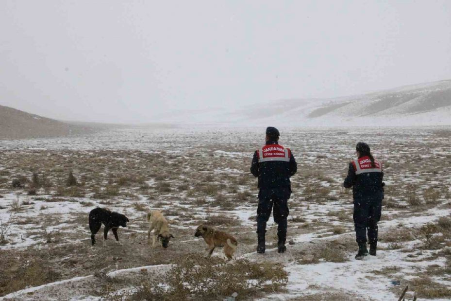 Jandarma zorlu kış şartlarında hayvanları yalnız bırakmıyor