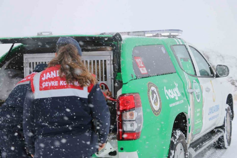 Jandarma zorlu kış şartlarında hayvanları yalnız bırakmıyor