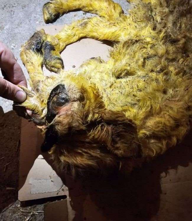 Üç kulaklı, tek gözlü ve ters ayaklı doğan kuzu görenleri hayrete düşürdü