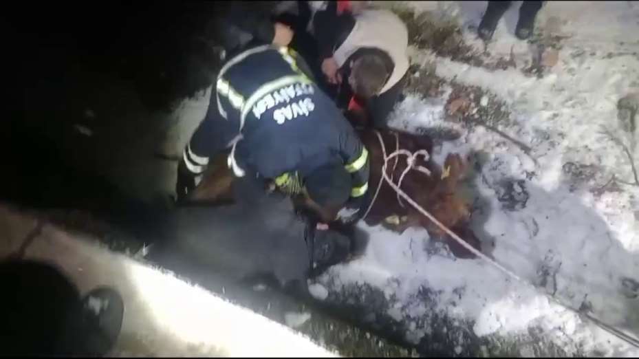 Sahibinin elinden kaçan inek, havuzda mahsur kaldı