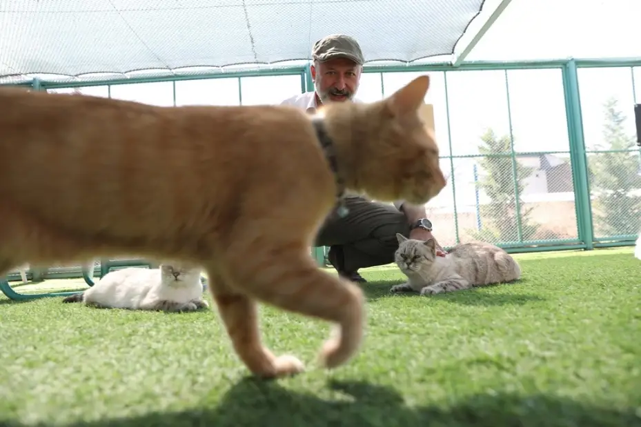 Kayseri’de ilk olan Küçük Dostlar Kedi Kasabası’na rekor ziyaret
