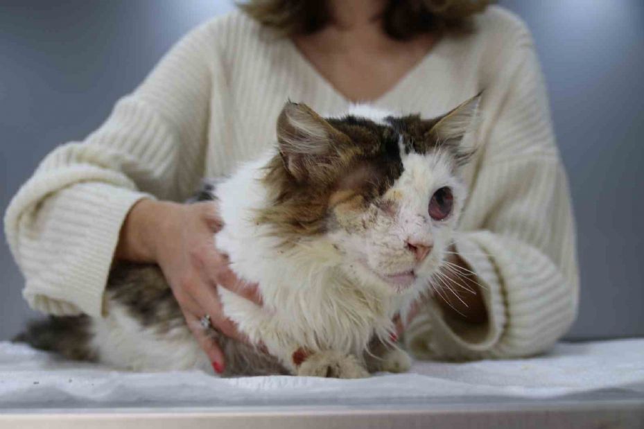 Yaralı kedi tek gözüyle hayvan severler sayesinde hayata tutundu