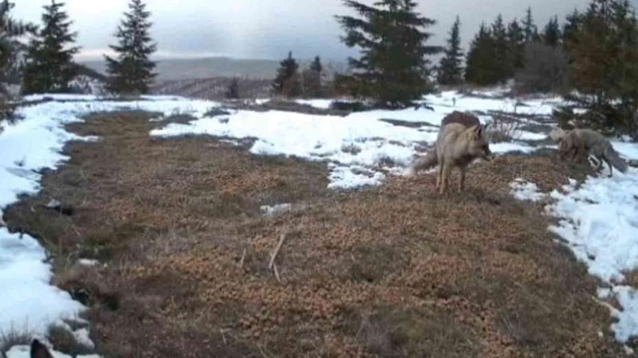 Jandarmanın yem bıraktığı alanlarda hayvanlar fotokapanlarla görüntülendi
