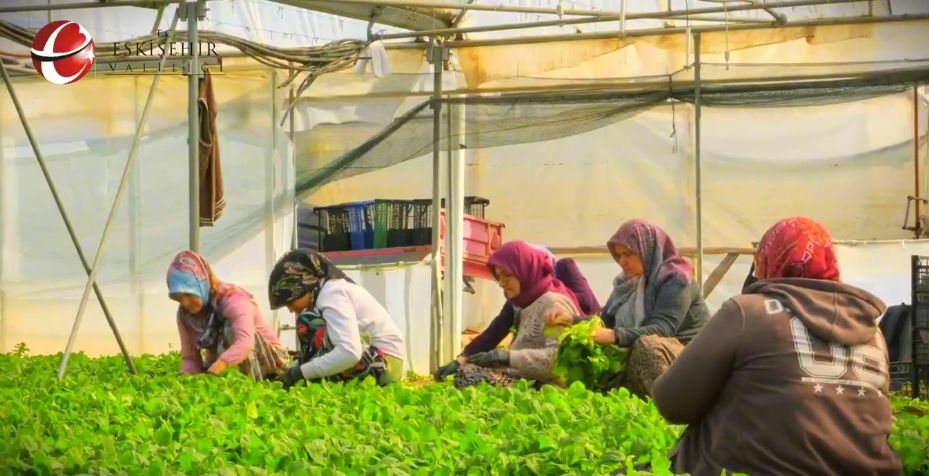 Eskişehir, kadınlar sayesinde roka üretiminde Türkiye birincisi