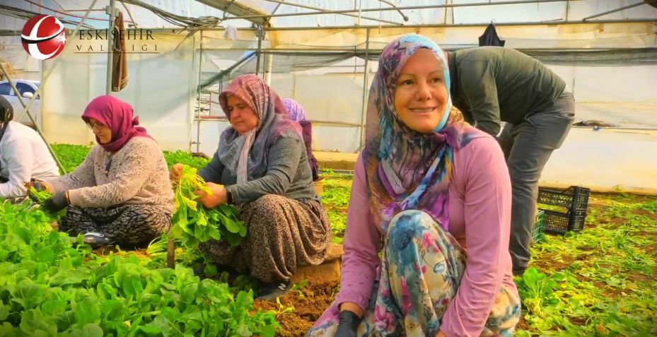 Eskişehir, kadınlar sayesinde roka üretiminde Türkiye birincisi