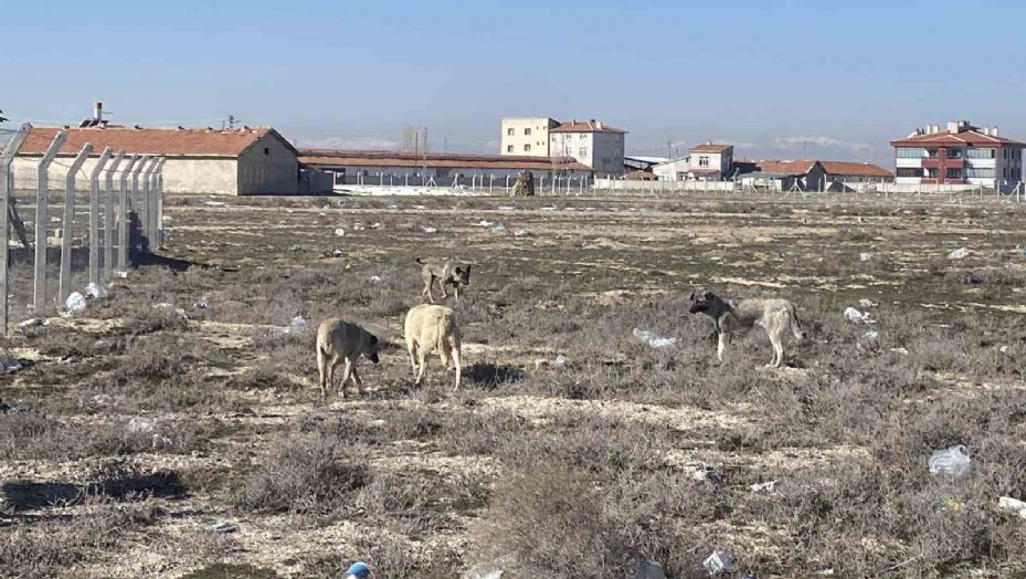 Sokak köpeklerinin saldırısında çocuğun öldüğü arazi görüntülendi