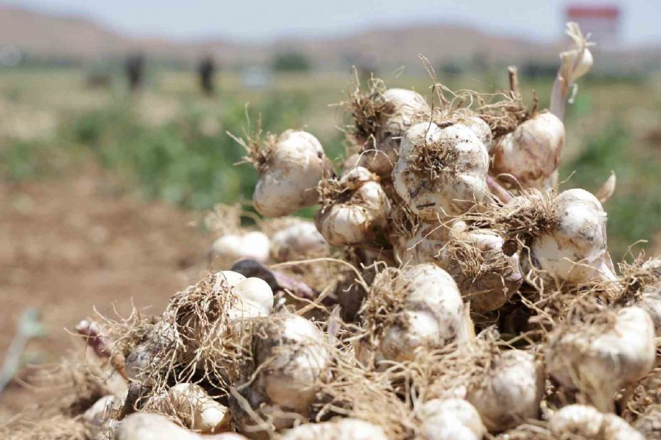 İspanya’dan Aksaray’a sarımsak yatırımı