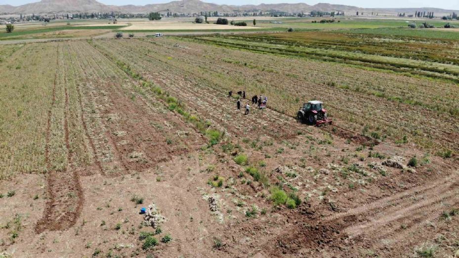 İspanya’dan Aksaray’a sarımsak yatırımı