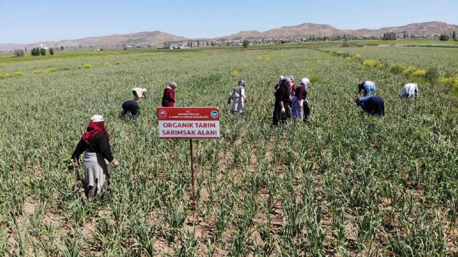 İspanya’dan Aksaray’a sarımsak yatırımı