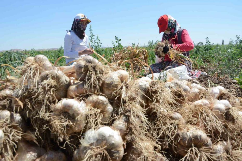 İspanya’dan Aksaray’a sarımsak yatırımı