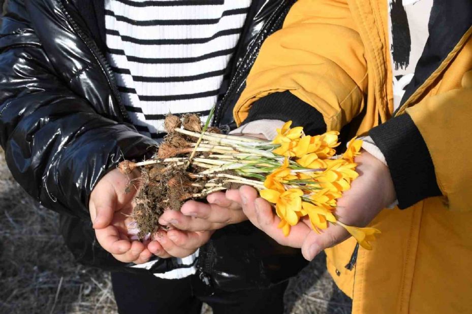 Son cemrenin toprağa düşmesiyle, baharın müjdecisi çiğdemler çiçek açtı