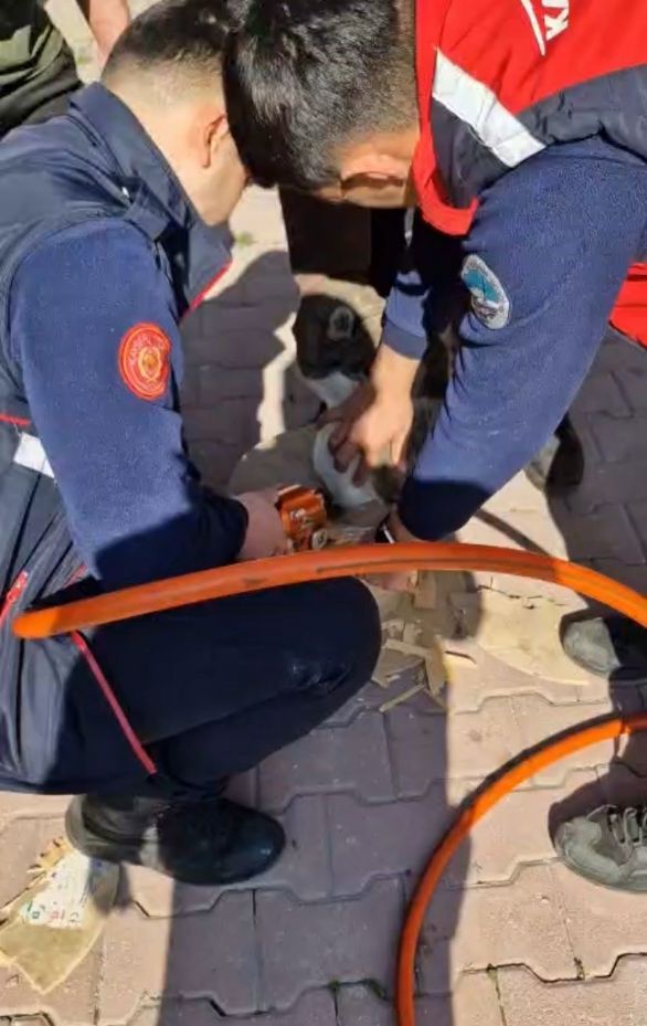 Ahşap makaraya sıkışan yaramaz kediyi itfaiye kurtardı