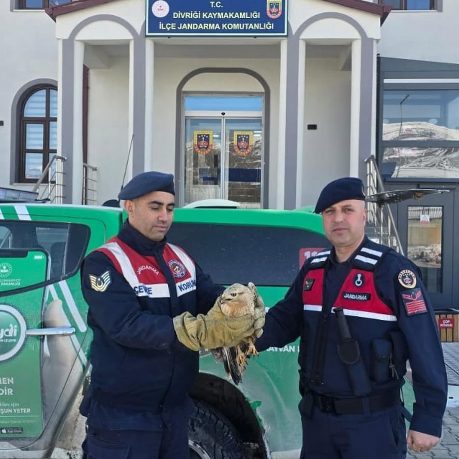 Yaralı halde bulunan Kızılşahin ve Kaya kartalı koruma altında