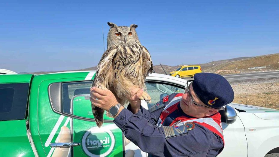 Yozgat’ta jandarmanın bulduğu yaralı puhu kuşu tedavi altına alındı