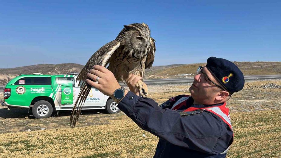 Yozgat’ta jandarmanın bulduğu yaralı puhu kuşu tedavi altına alındı