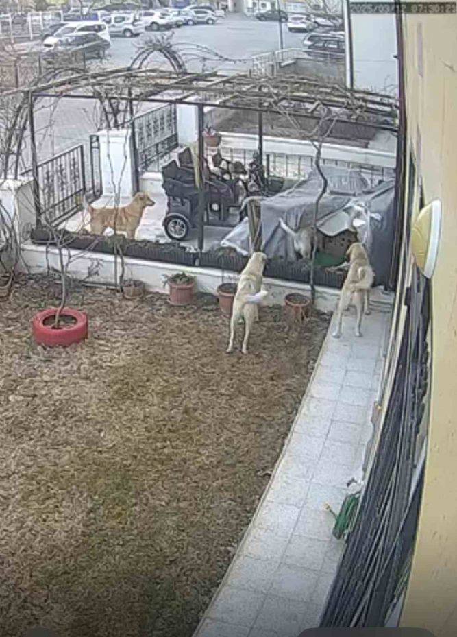 Sokak köpekleri kediyi telef etti, o anlar kameralara yansıdı