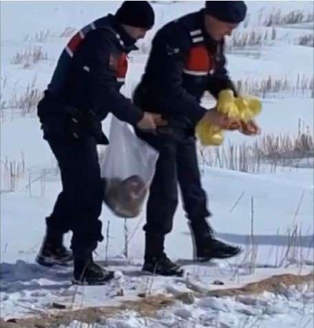 Jandarmadan yaban hayvanlarına yem desteği