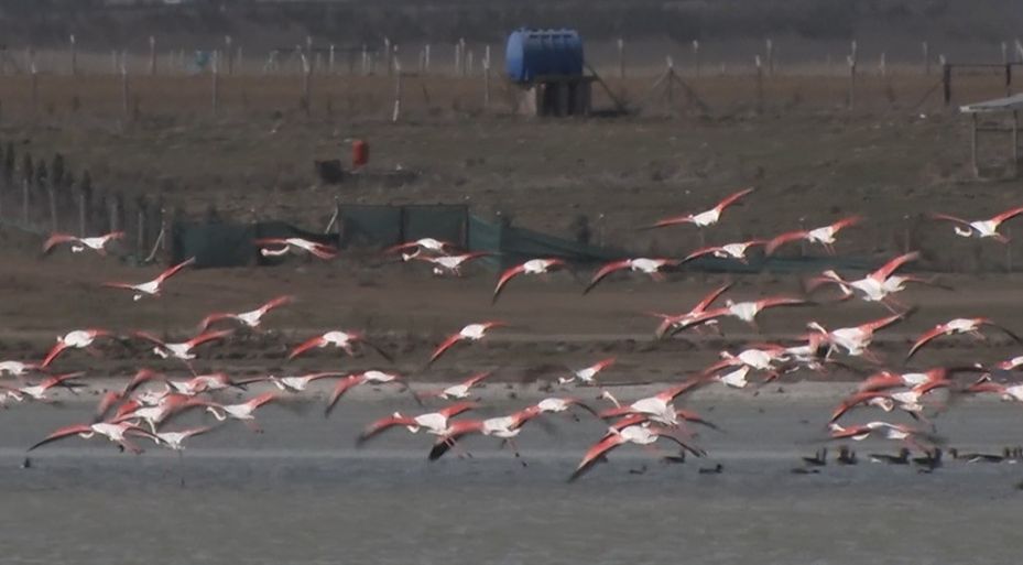 Ankara’da konaklayan flamingoların yaşam alanı tehdit altında