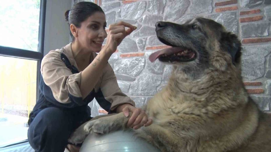 Duman isimli obez köpek spor ve pilates ile zayıflatılıyor