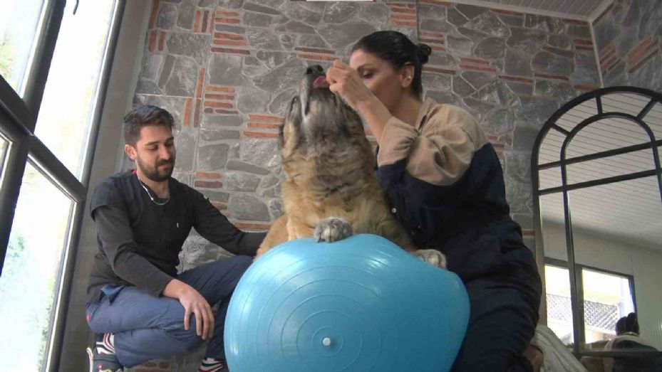 Duman isimli obez köpek spor ve pilates ile zayıflatılıyor