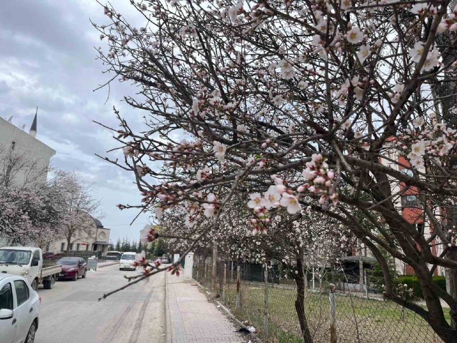 Meyve ağaçlarının çiçek açması görsel şölen oluşturdu