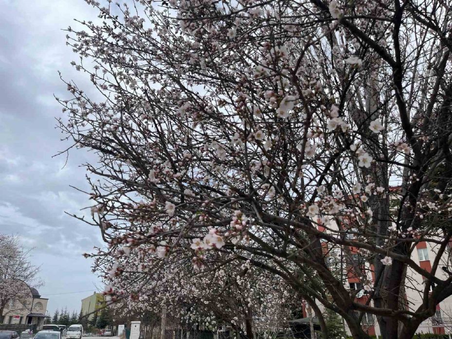 Meyve ağaçlarının çiçek açması görsel şölen oluşturdu