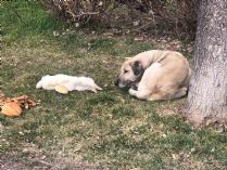 Vefalı köpek ölen dostunu yalnız bırakmadı