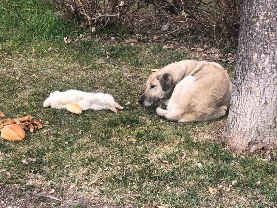 Vefalı köpek ölen dostunu yalnız bırakmadı