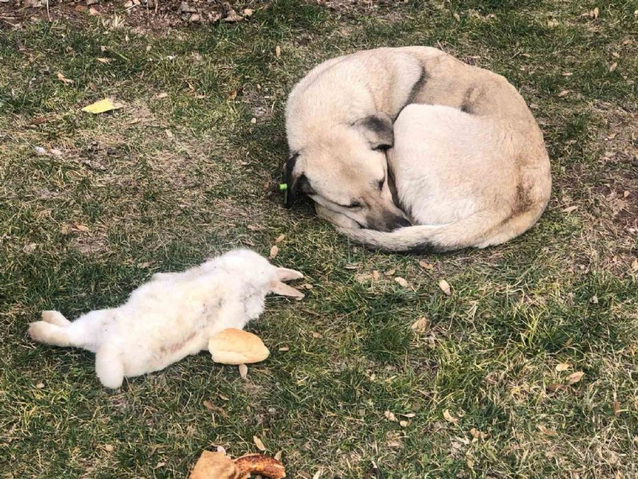 Vefalı köpek ölen dostunu yalnız bırakmadı