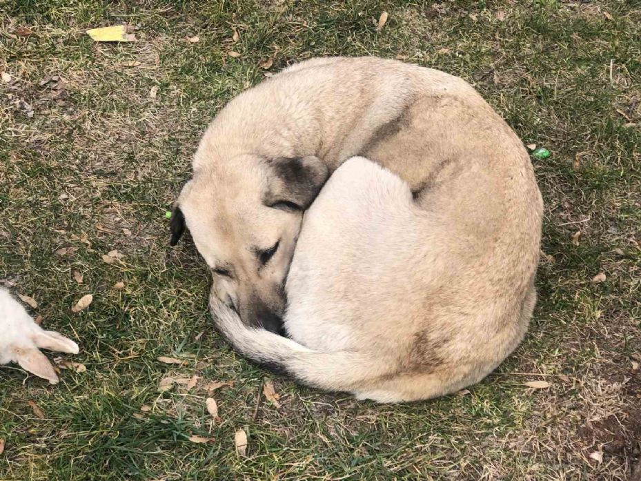 Vefalı köpek ölen dostunu yalnız bırakmadı